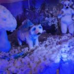 चंडीगढ़ समर कार्निवल में Snow World बना हॉट स्पॉट!