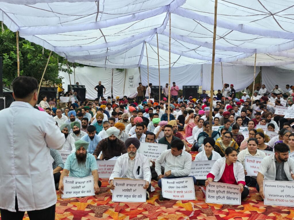 Punjab Vet Doctors Protest for Pay Parity Restoration